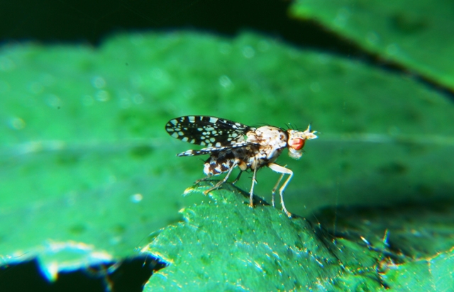 Trypetoptera punctulata (Sciomyzidae)